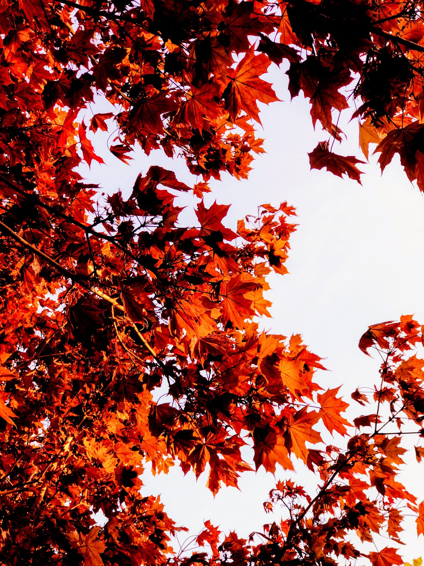 A maple tree in autumn is dark orange
