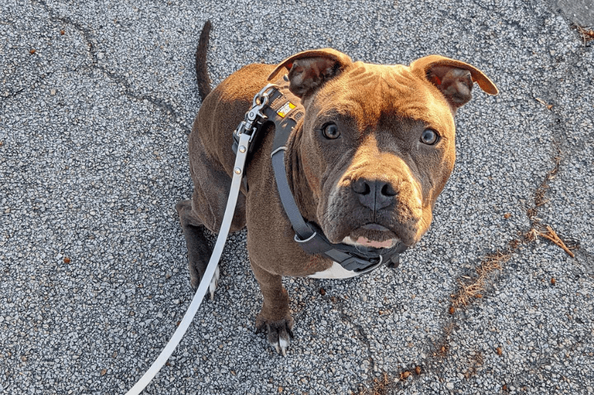 Val, our very first foster dog, sitting outside on the side of the road in a gray harness