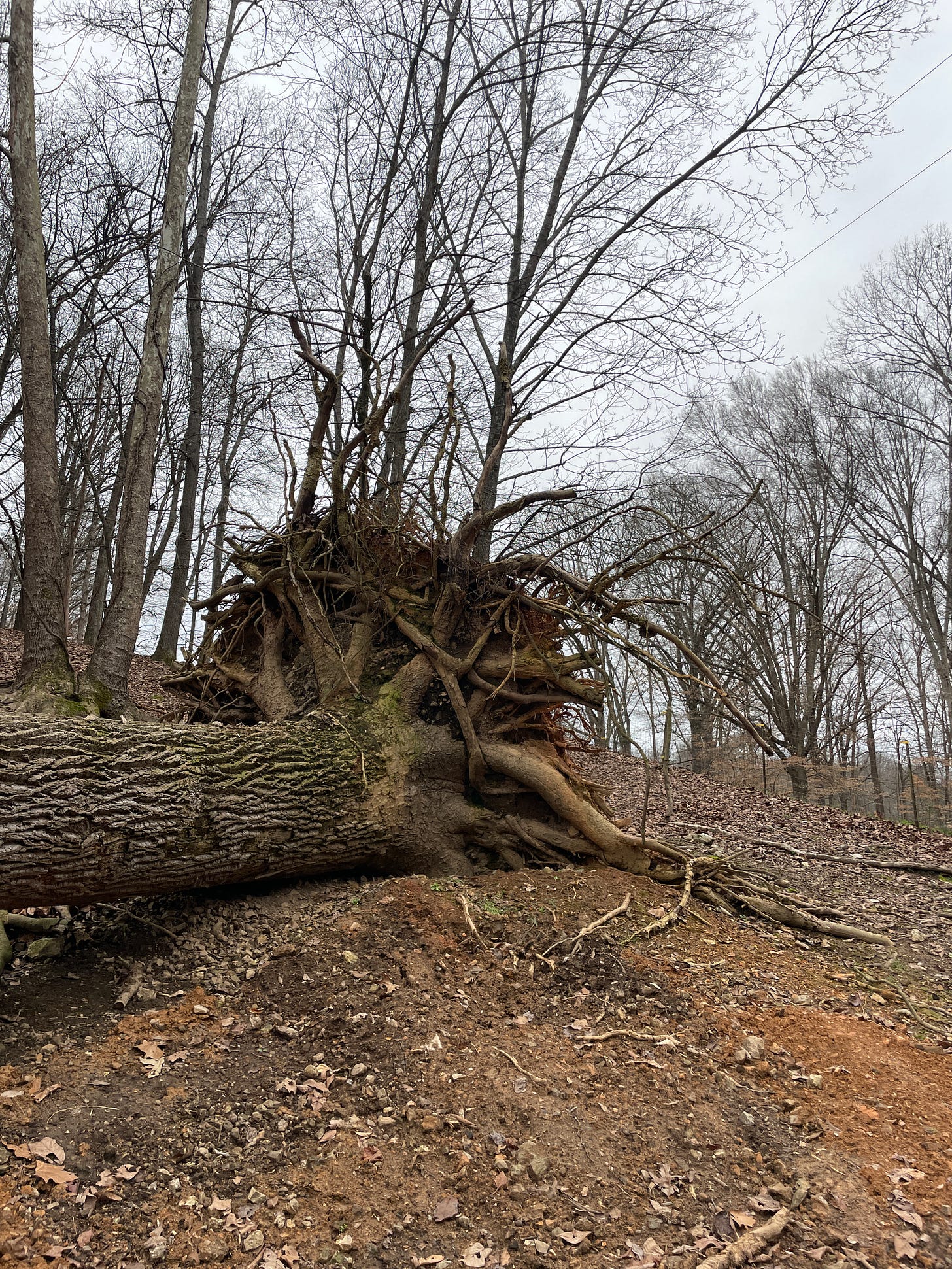 And uprooted fallen down tree