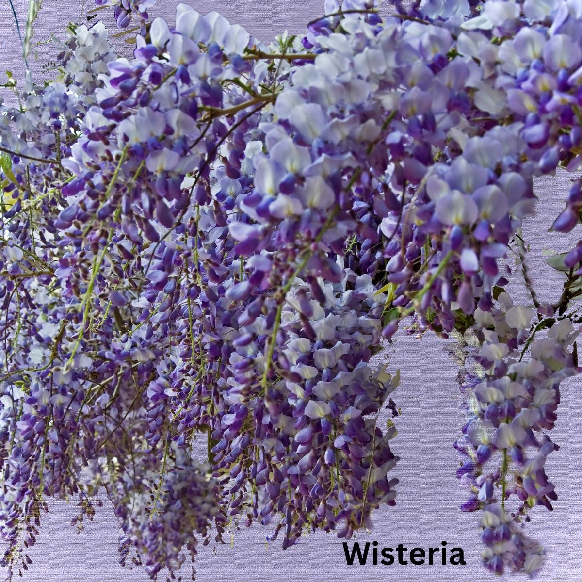 Wisteria