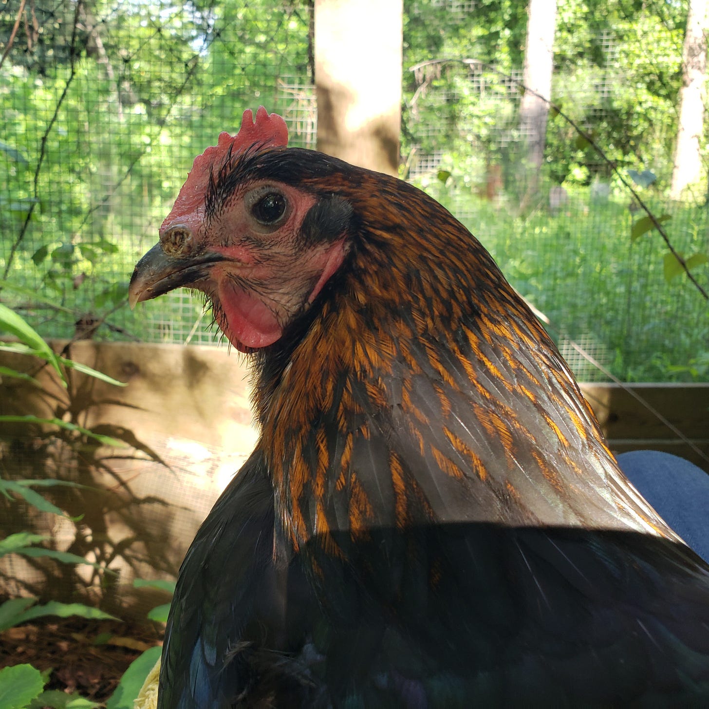 A hen with black and copper feathers and a pink comb stares at us from one knowing eye