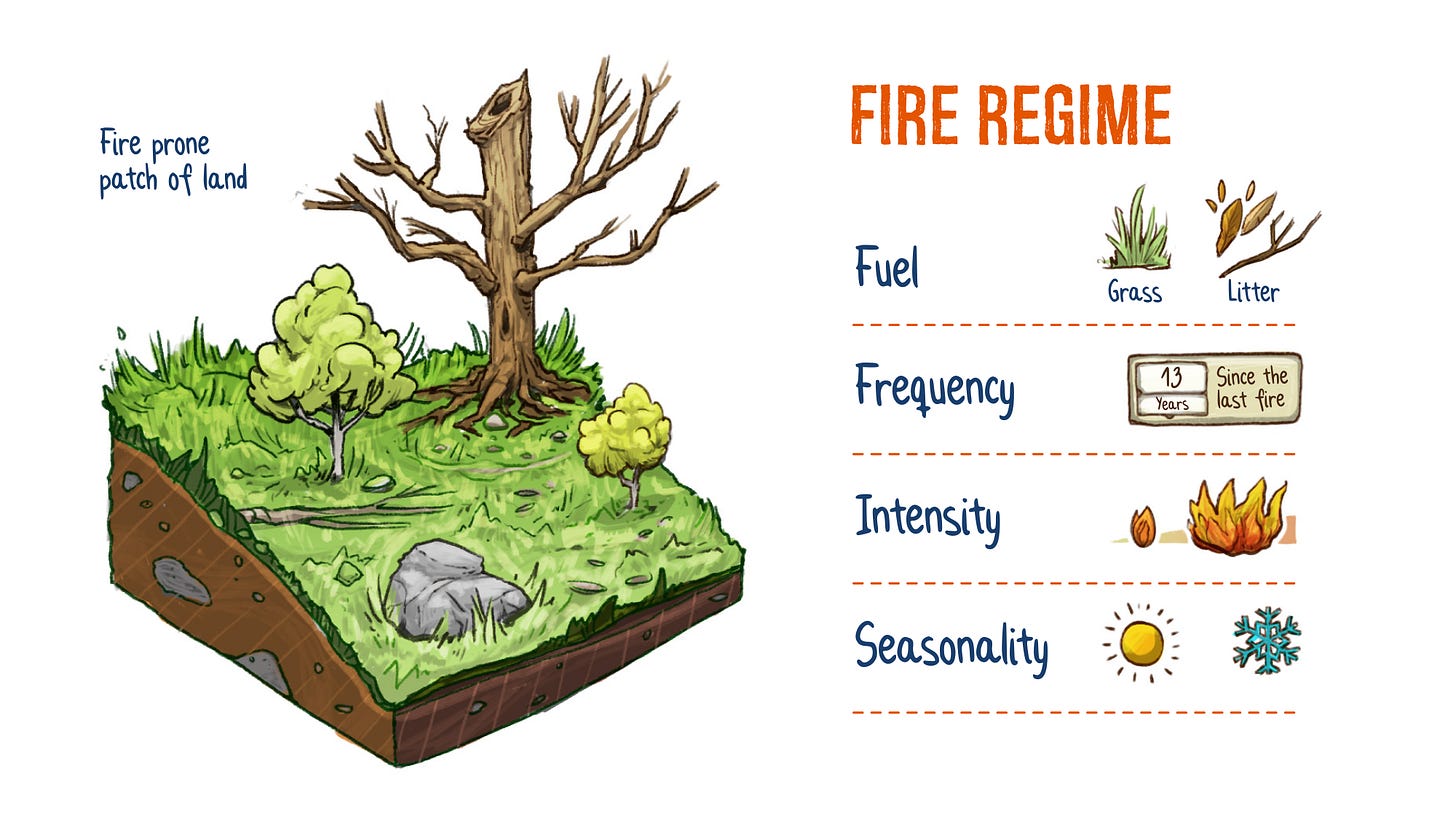 Infographic of the fire regime concept. We see a fire prone patch of land, with a distinct fuel type, fire intensity, frequency and seasonality