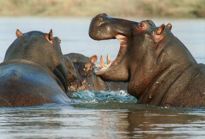 A group of Hippos, with one of them opening their mouth like its’ about to talk.