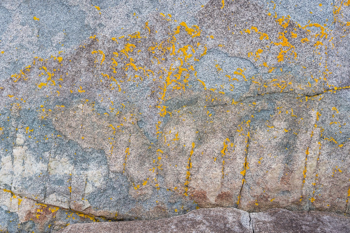 Lichen often mimics the structure of the substrate it grows on in Acadia National Park, Isle au Haut, Maine.