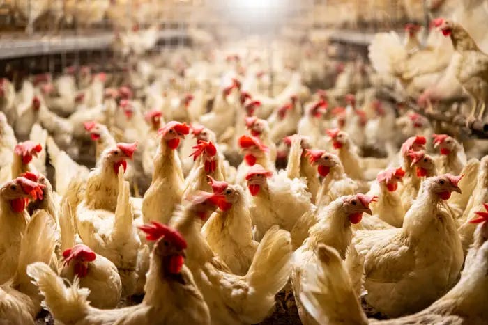 Inumeras galinhas em uma granja