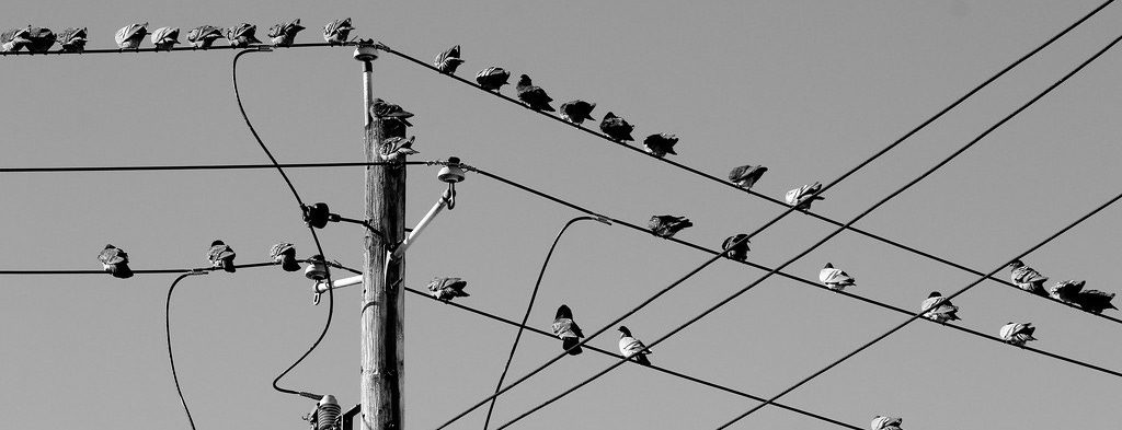 Imagem em preto e branco do topo de um poste com vários fios cruzados e diversos pássaros pousados nos fios.