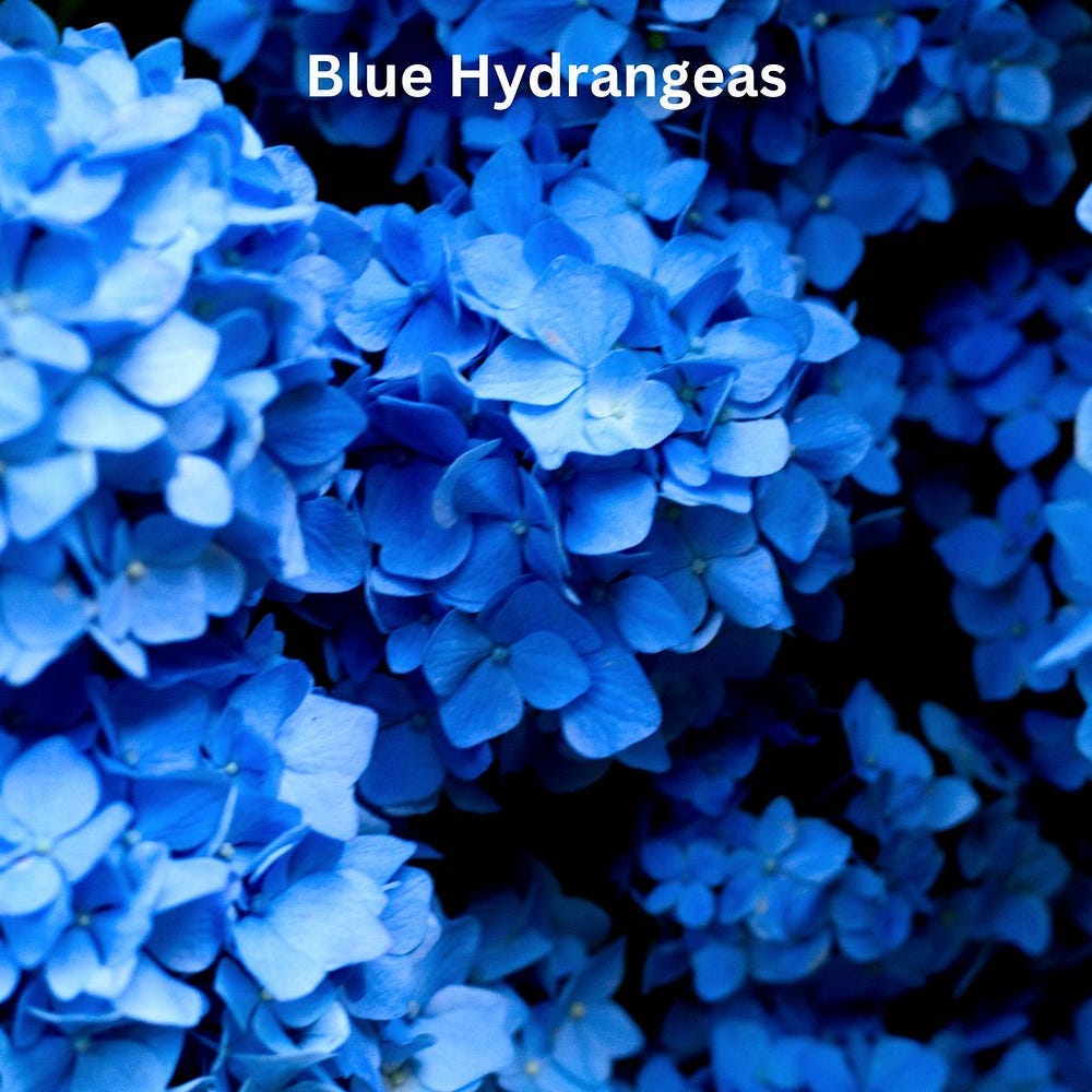 blue hydrangea flowers closeup