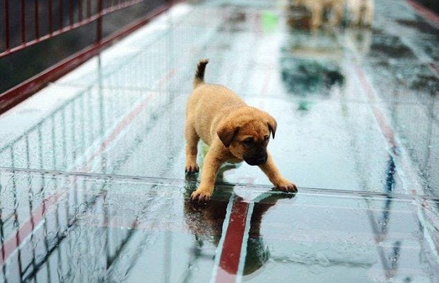 Puppy gets spooked on glass floor 300-metres-long and 180-metres-high, the Shiniuzhai footbridge is one of the world’s hi... Hund Starb
