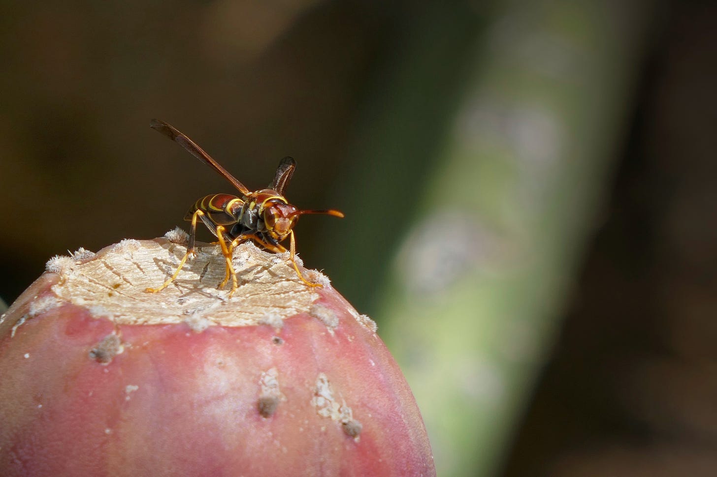 A bee sitting on a cactus bloom