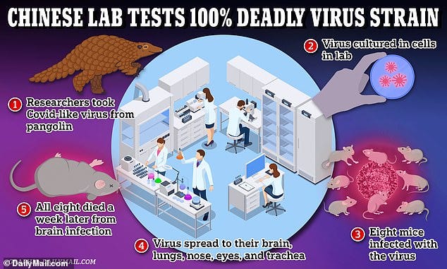 Chinese scientists 'create' a mutant coronavirus strain that attacks the  BRAIN and has a 100% kill rate in mice - as they admit there's a 'risk it  spills over to humans' |