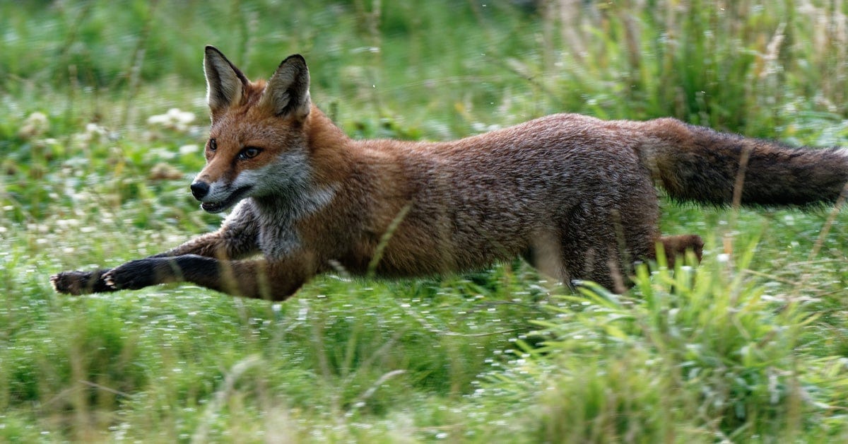 Fox running