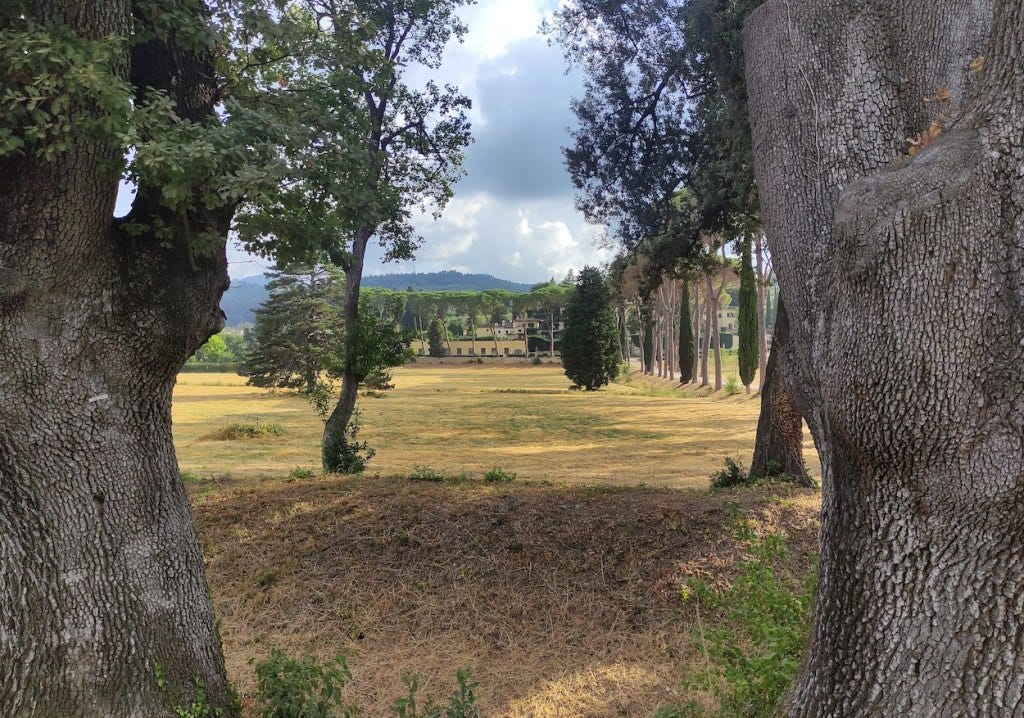 Through two thick trees stands dry grass and a villa beyond, at the end of a straight line of tall thin trees