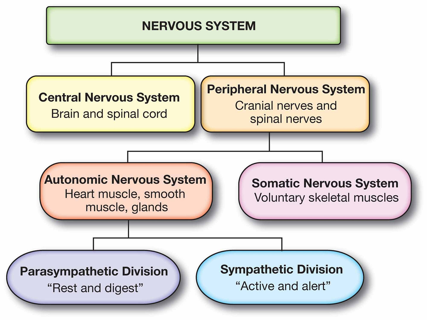 Peripheral Nervous System (PNS): Parts and Function