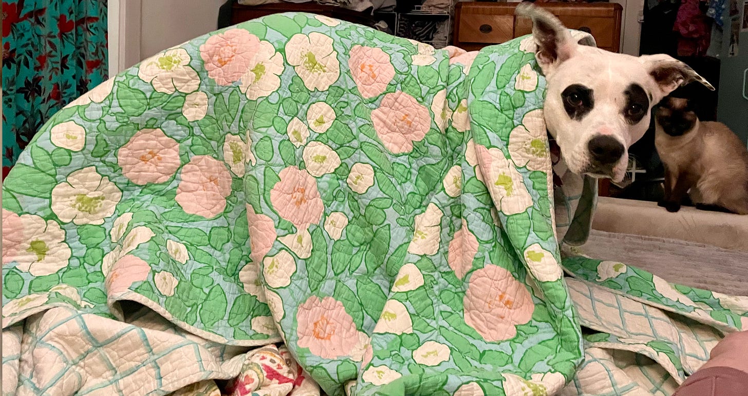 adorable white pit bull with black eyes looking out from under a green and pink blanket; a siamese cat is behind her