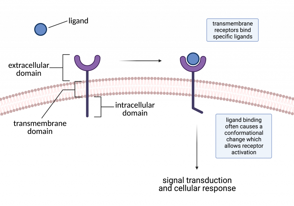 11.1 Ligands and Receptors – College Biology I