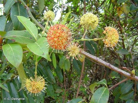 Uncaria guianensis (Aubl.) J.F.Gmel., 1791-Présentation