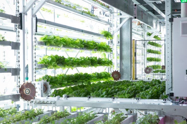 In a hydroponic facility, lettuces are grown in rows of that line the walls of a big factory building.