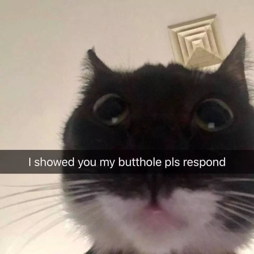 funny cat memes - if cats had snapchat - I showed you my butthole pls ...