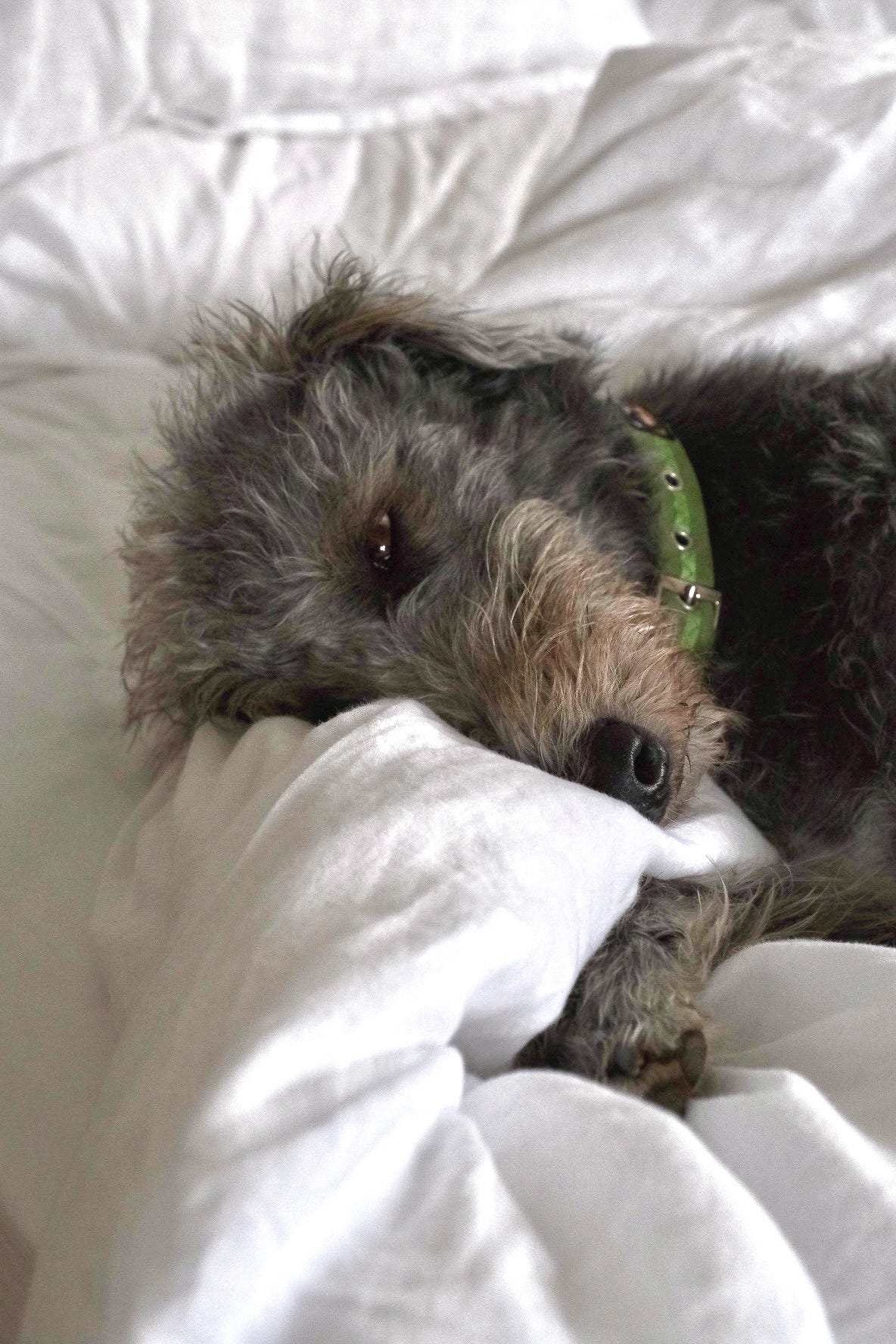 A sleepy looking grey lurcher dog curled up on white linen bedding