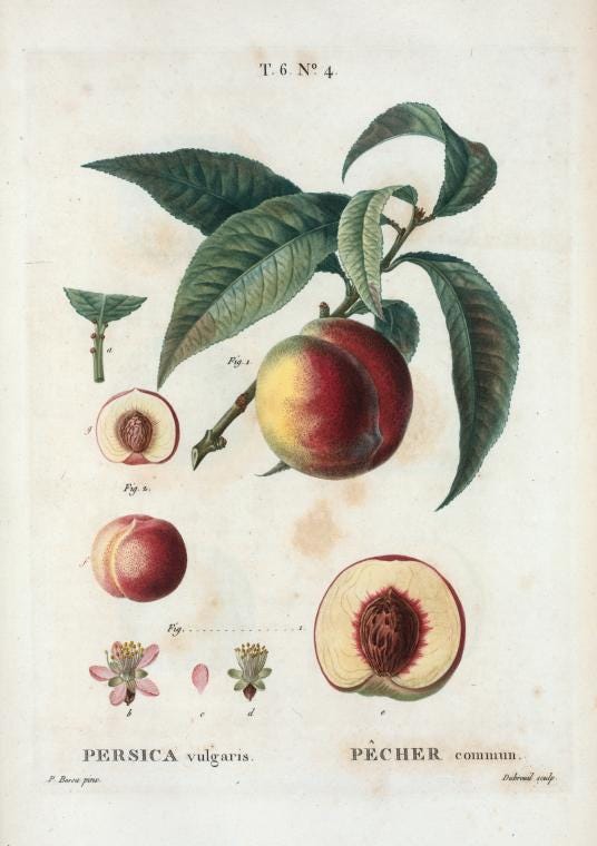Illustration of a peach