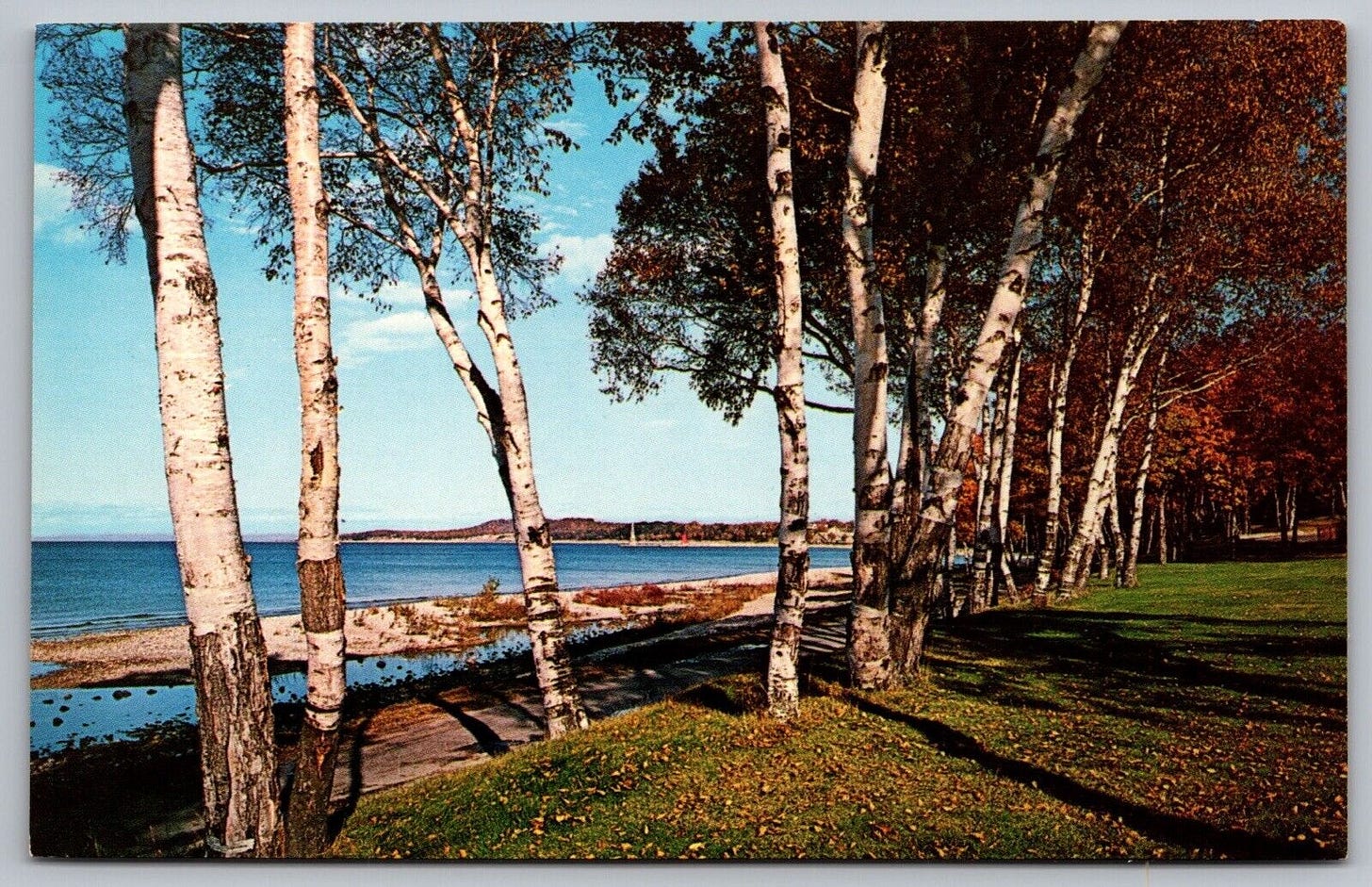 Birch Trees Lake Michigan Drive Charlevoix Hospital Grounds Fall Autumn Postcard - Picture 1 of 2