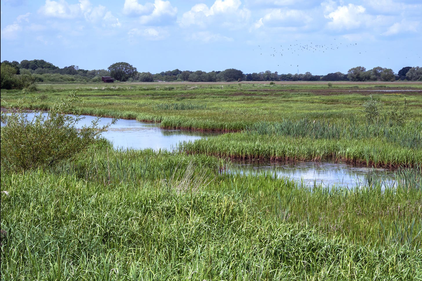 A pond surrounded by lush green meadow.  There are background trees and a blue sky.