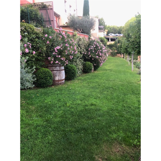 A picture containing outdoor, tree, shrub, landscaping

Description automatically generated