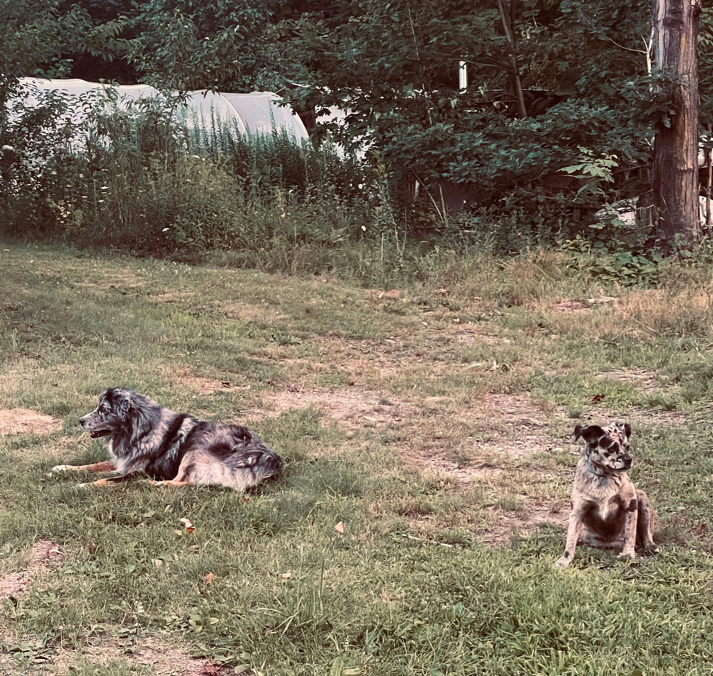MalyBrat and Elsie keeping an eye out.