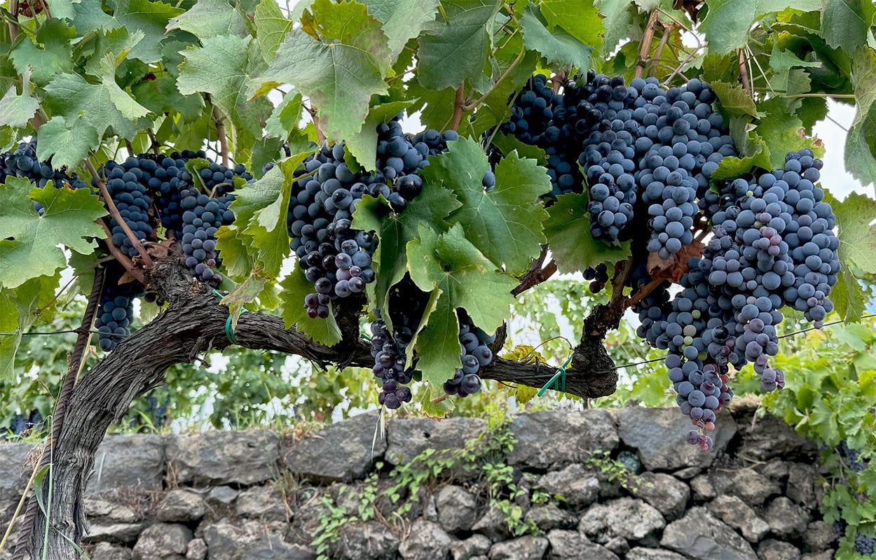 Closeup view of many dark blue-purple Nerello Mascalese grapes hanging on a vine. There is a black lava rock stone wall in the background. Closeup view of many dark blue-purple Nerello Mascalese grapes hanging on a vine. There is a black lava rock stone wall in the background.