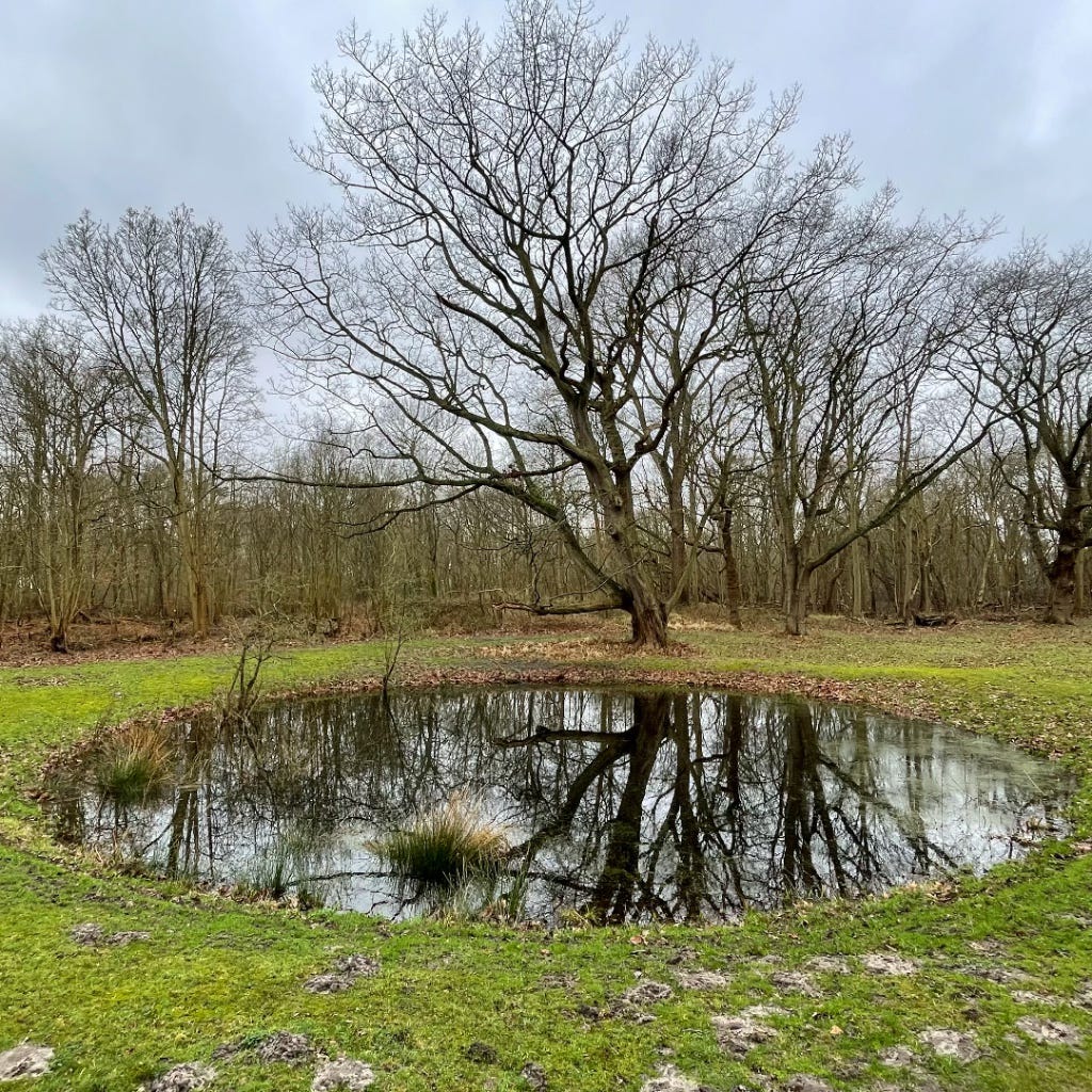 tree reflection in a round pond