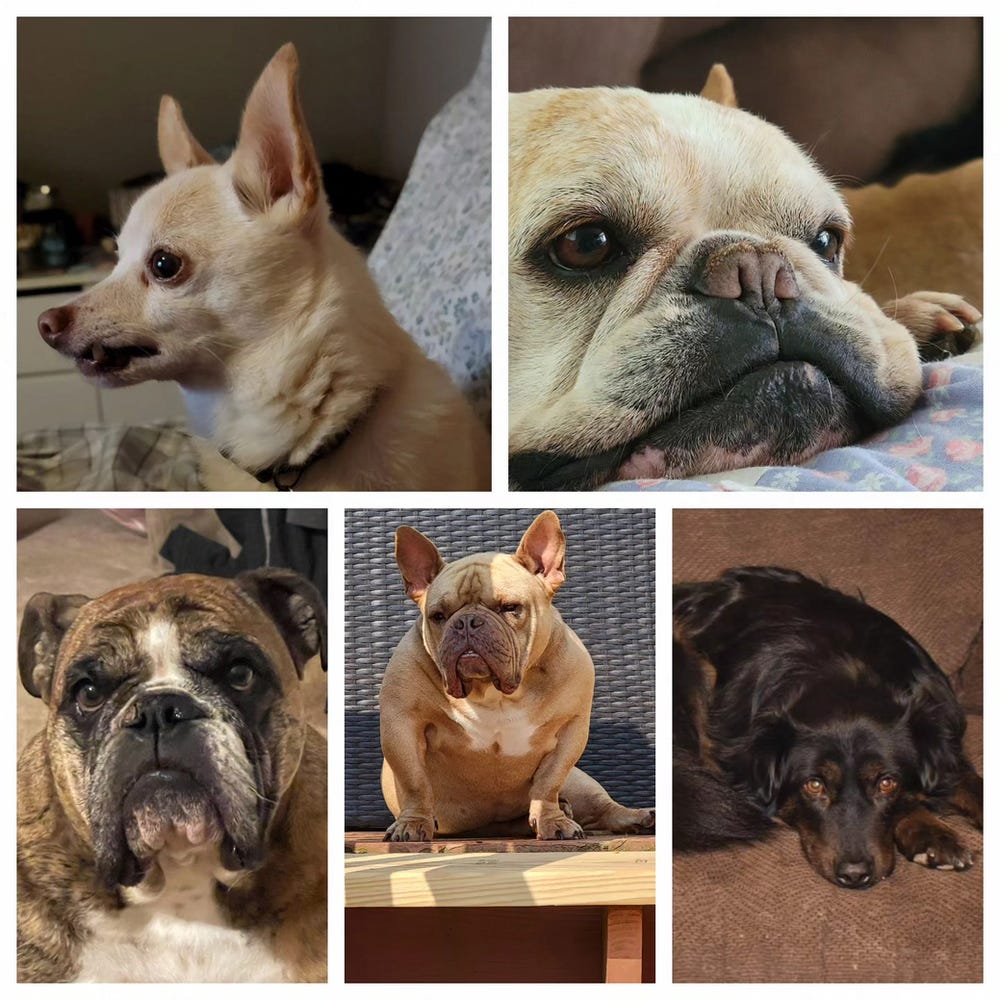 Image of 5 dogs that Joshua and Amanda Soloway own