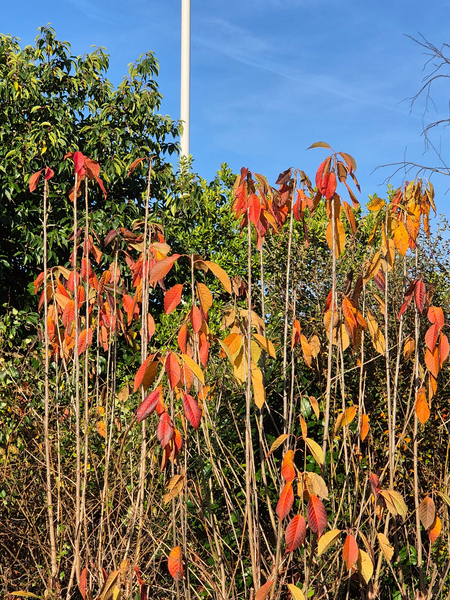 Autumn leaves by Terry Freedman