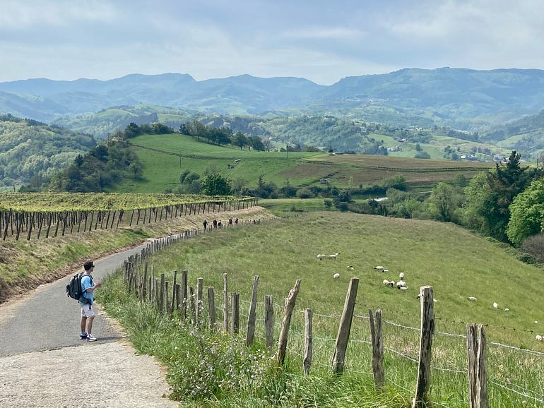 A young man, the author’s son, pauses to gaze at the sprawling countryside, dotted with sheep.