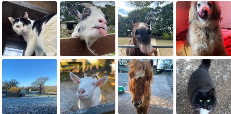 Les animaux du Barby Keel Animal Sanctuary Les animaux du Barby Keel Animal Sanctuary