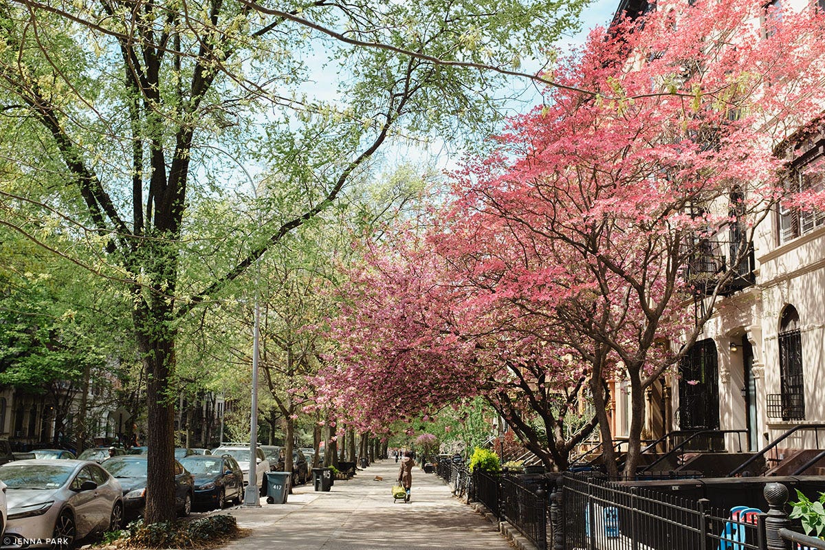 Early spring buds and flowers in Brooklyn