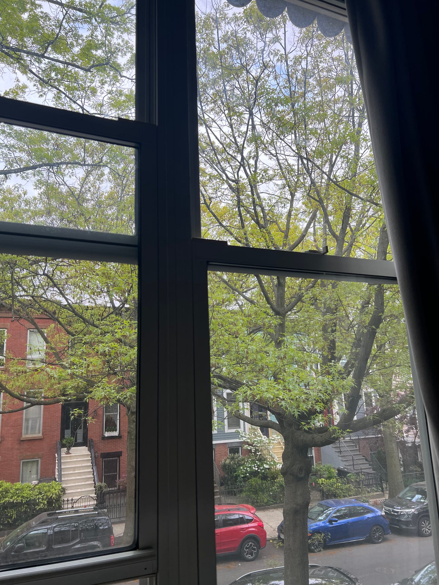 an oak tree on a city street, image crisscrossed by the panes of a window.