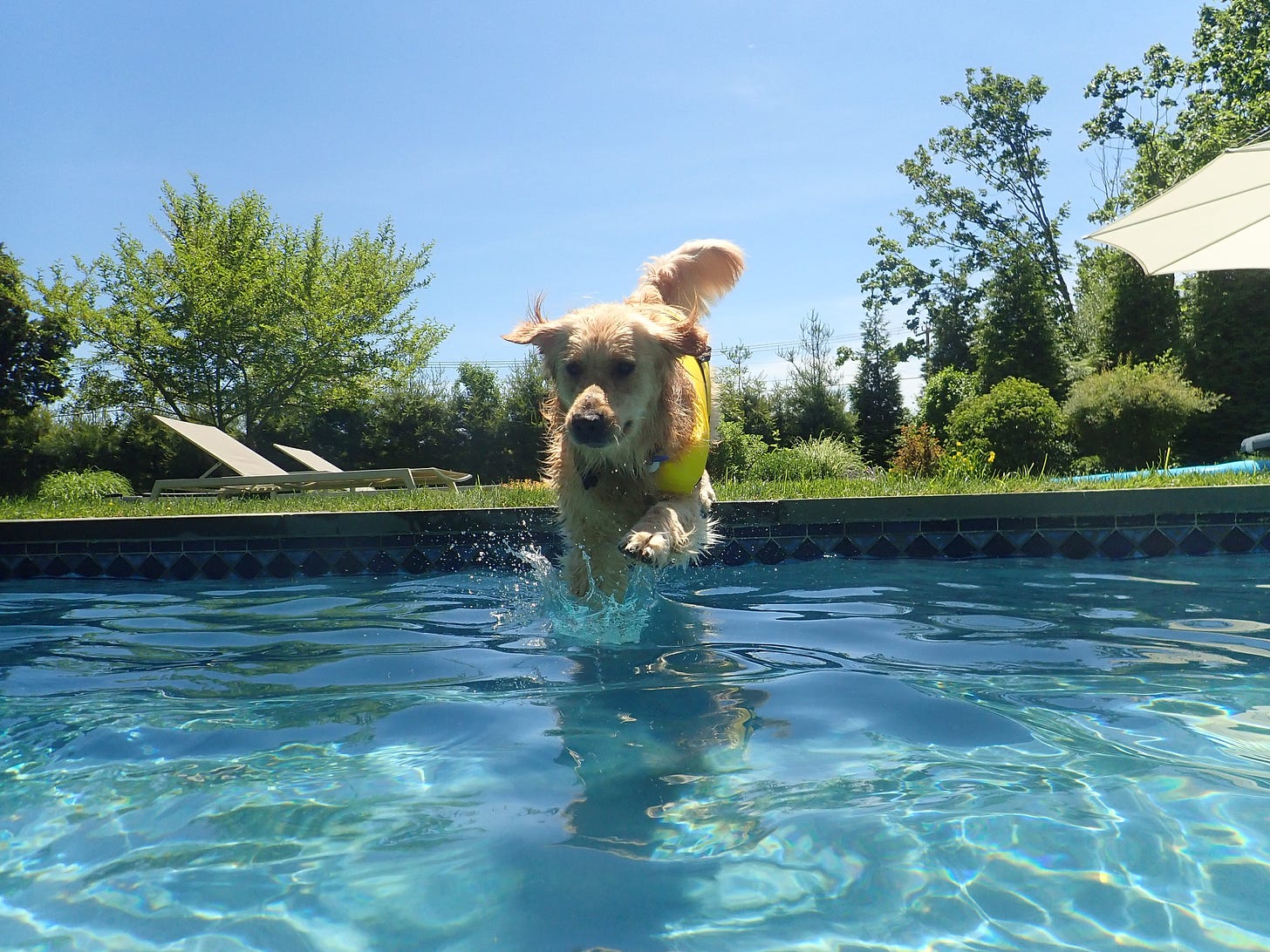 Golden retriever jumping into pool