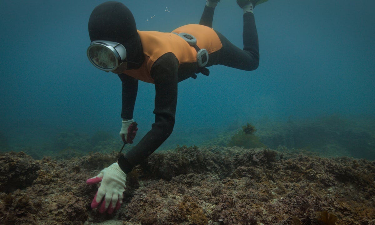 The Last of the Sea Women review – female Korean divers as picturesque  eco-feminist tradition | Movies | The Guardian