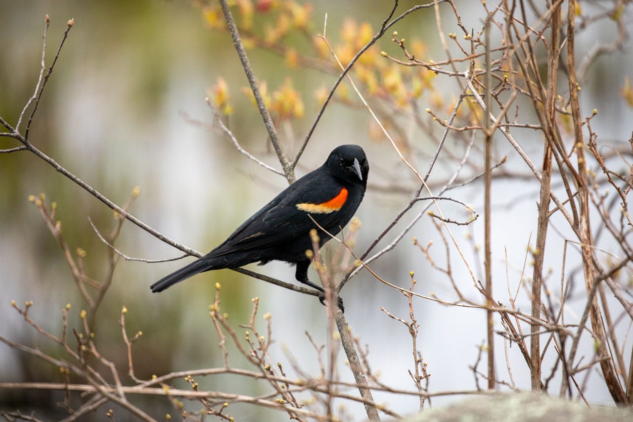 a male Red-winged Blackbird sits in a bush of thin twigs and emerging buds. He is side-on, showcasing one of his lovely red and yellow shoulder epaulets, and examining a pile of seeds off camera.