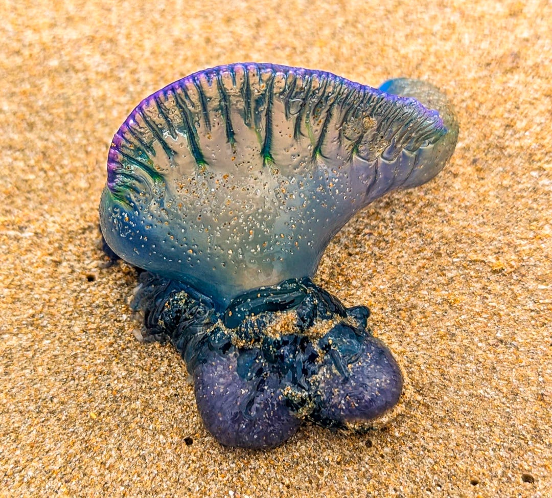 A bluebottle on the beach