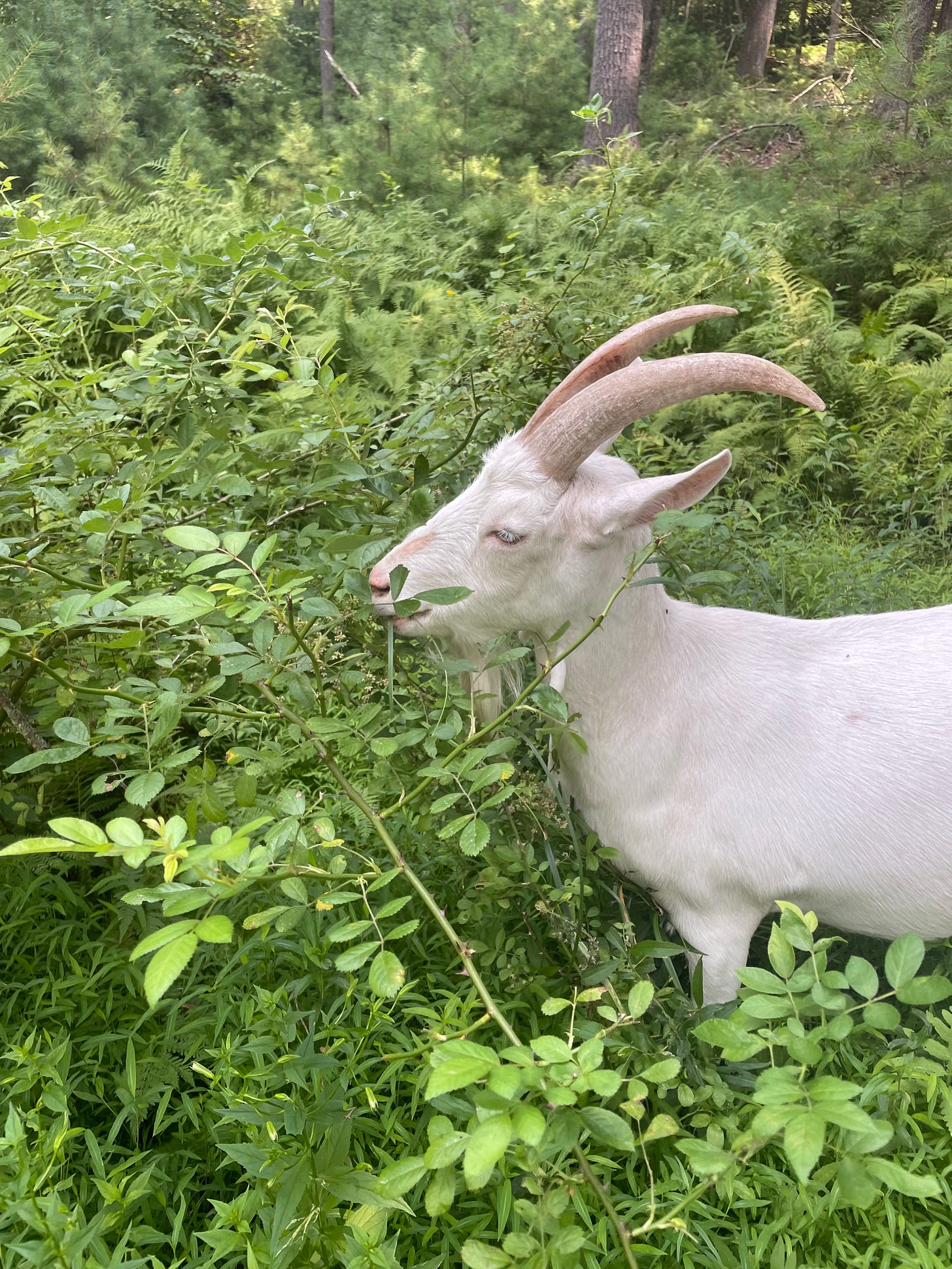 goat eating leaves