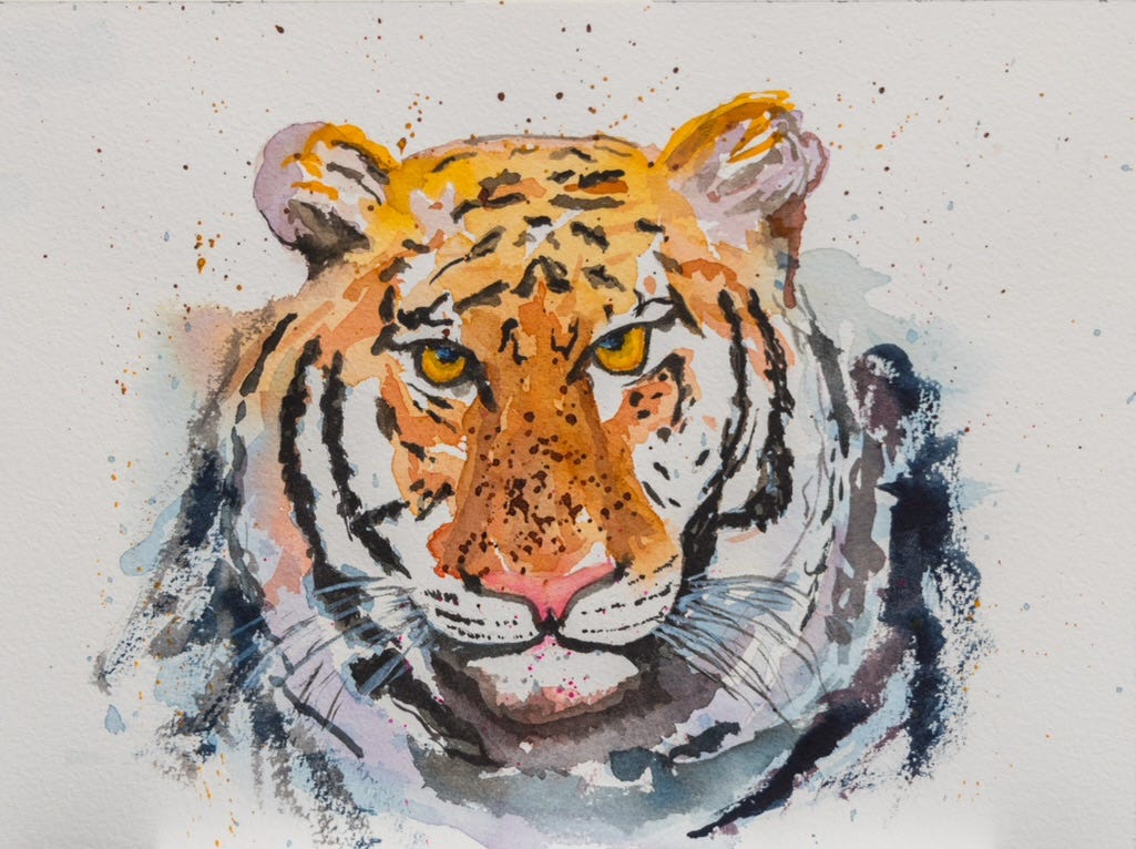 Watercolor of a tiger's head, staring straight at the viewer.