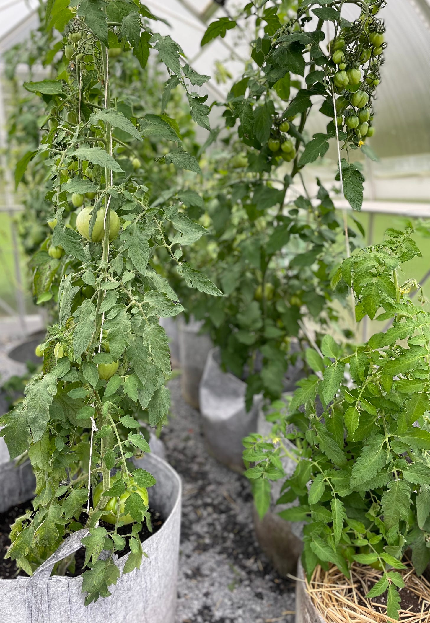 the greenhouse tomatoes, trellised high, fruit mostly green