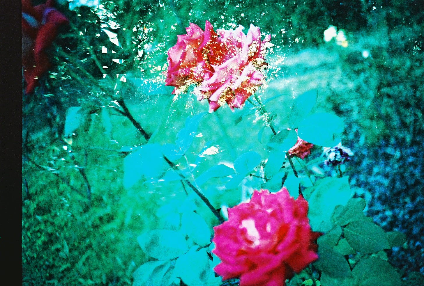 Bright pink roses, slightly grainy from double exposure.