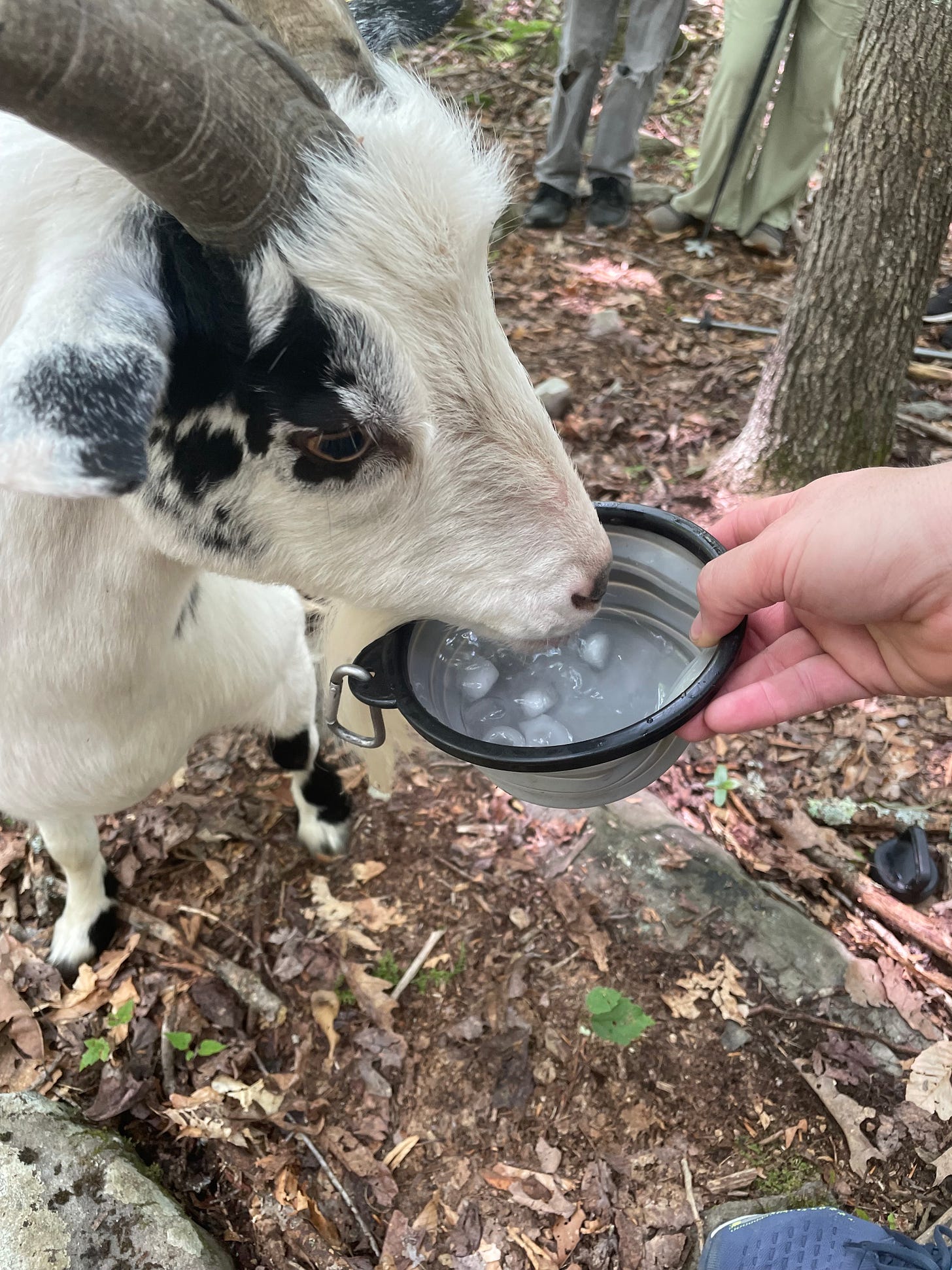 goat drinking water from collapsible bowl