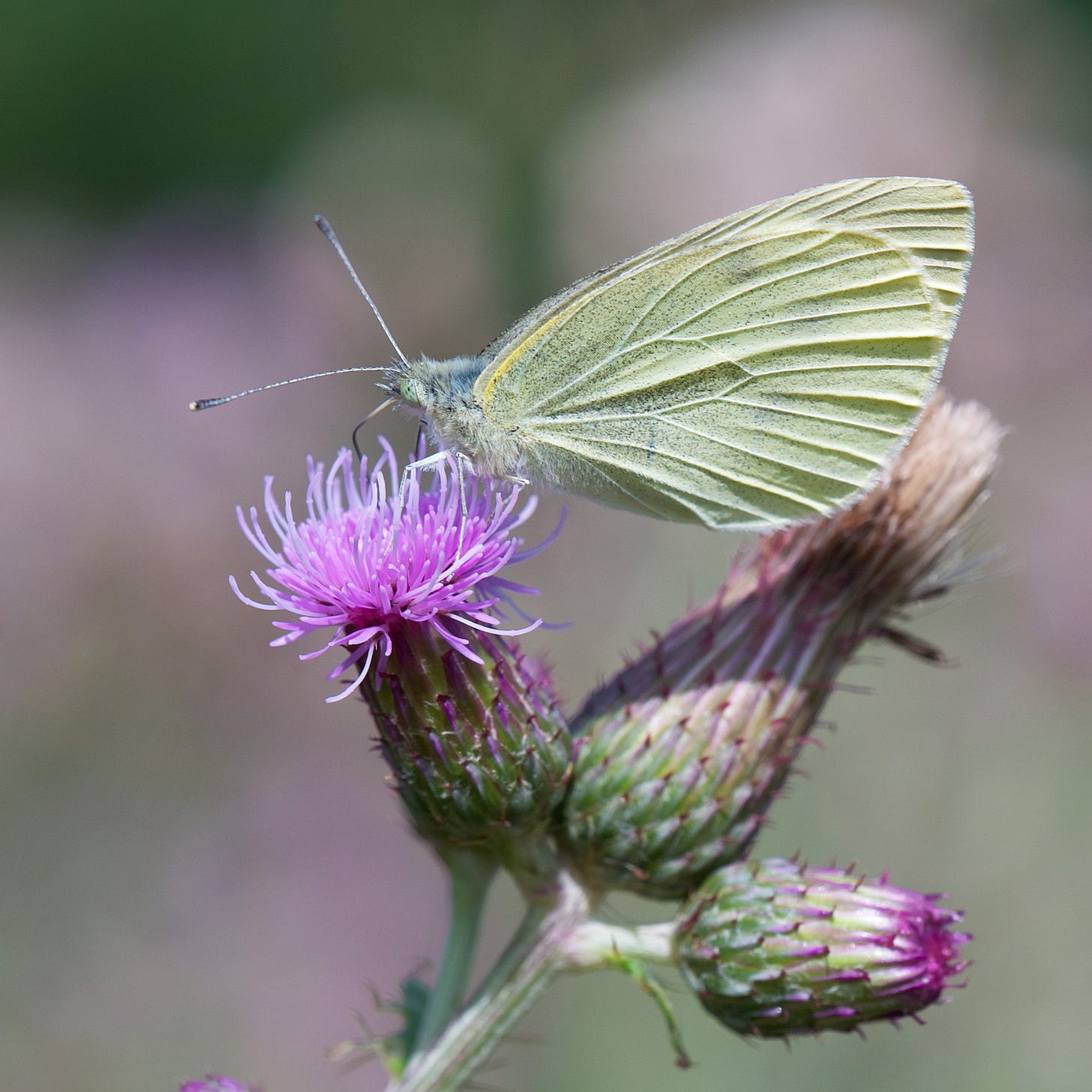 Garden White butterfly. Photo: Jerome Whititngham