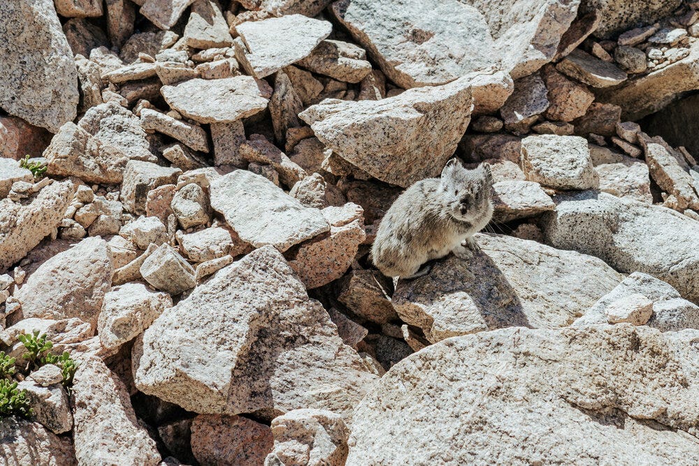 An adorable pika observing us for a brief second before dashing off.
