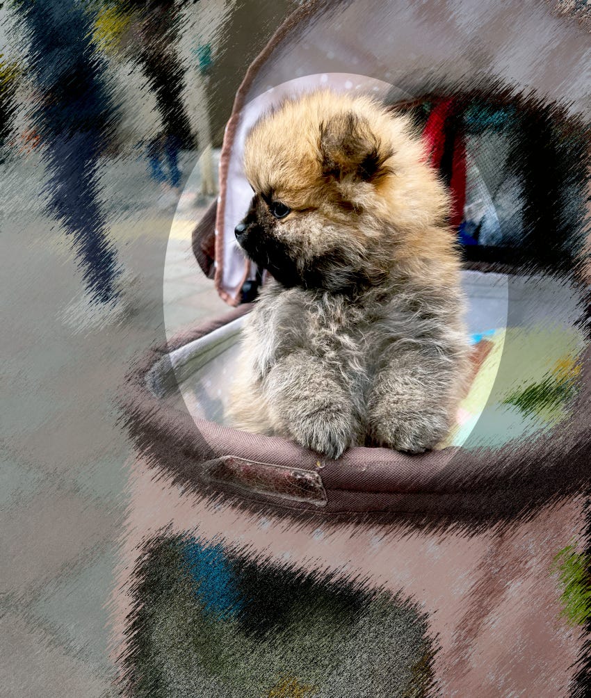 A fluffy brown and black puppy in downtown Taipei sits in a stroller custom made for pets