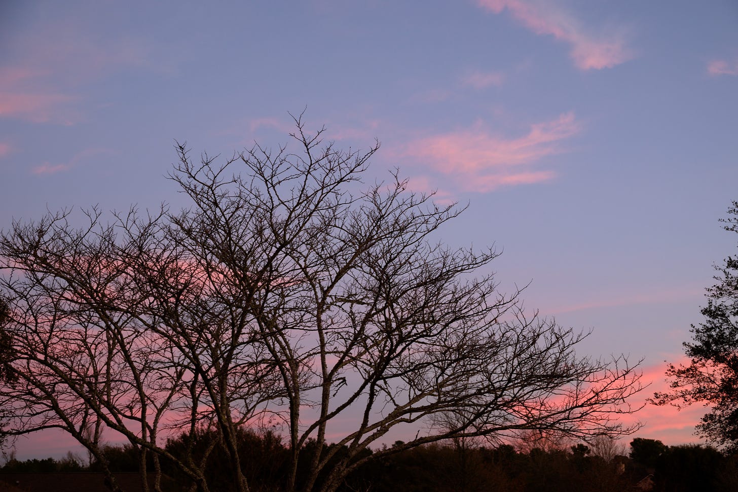 The setting sun casts a pink reflection on the clouds streaking across a pale blue sky. The bare branches of the trees reach upward in the foreground
