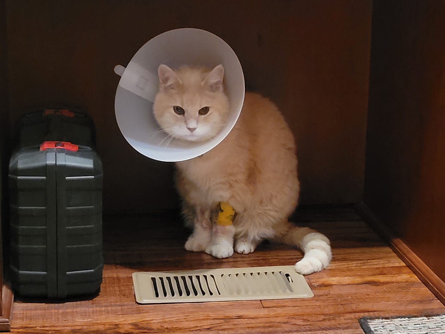 A ginger cat with a bandage on one arm wearing a cone looks at the camera with emotions like anger and betrayal.